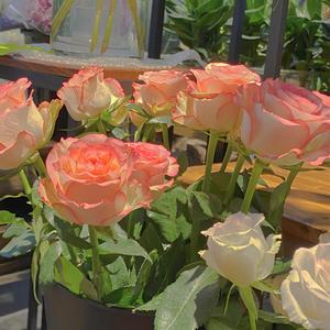 你听操女警嫩逼
